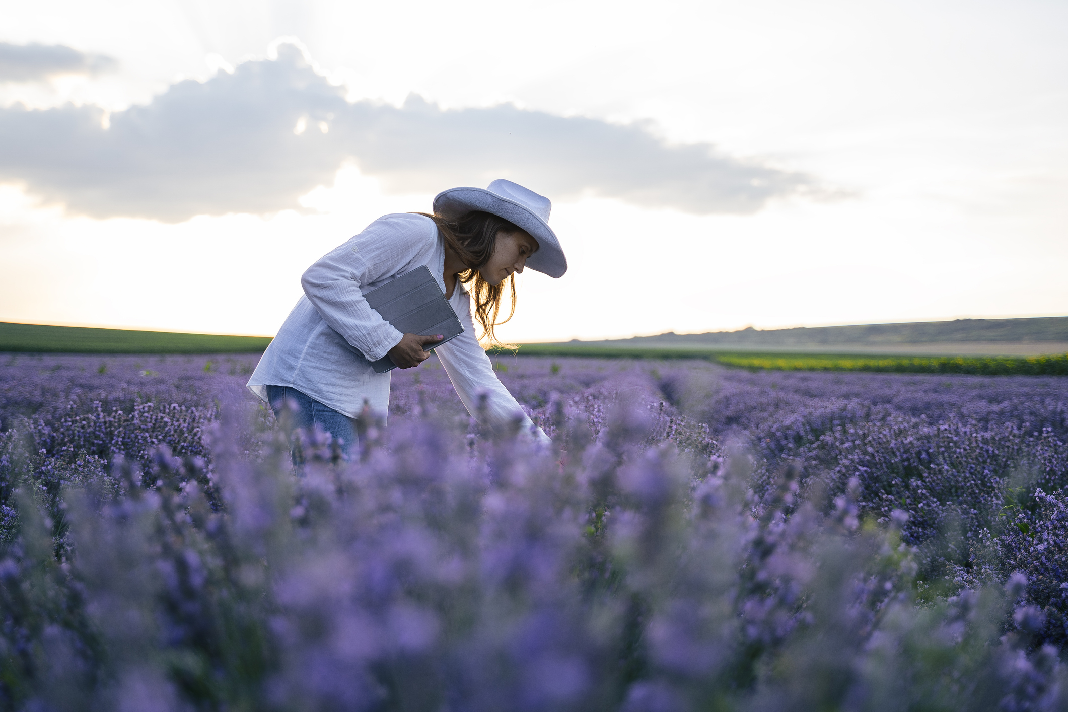 Woman picking lavender