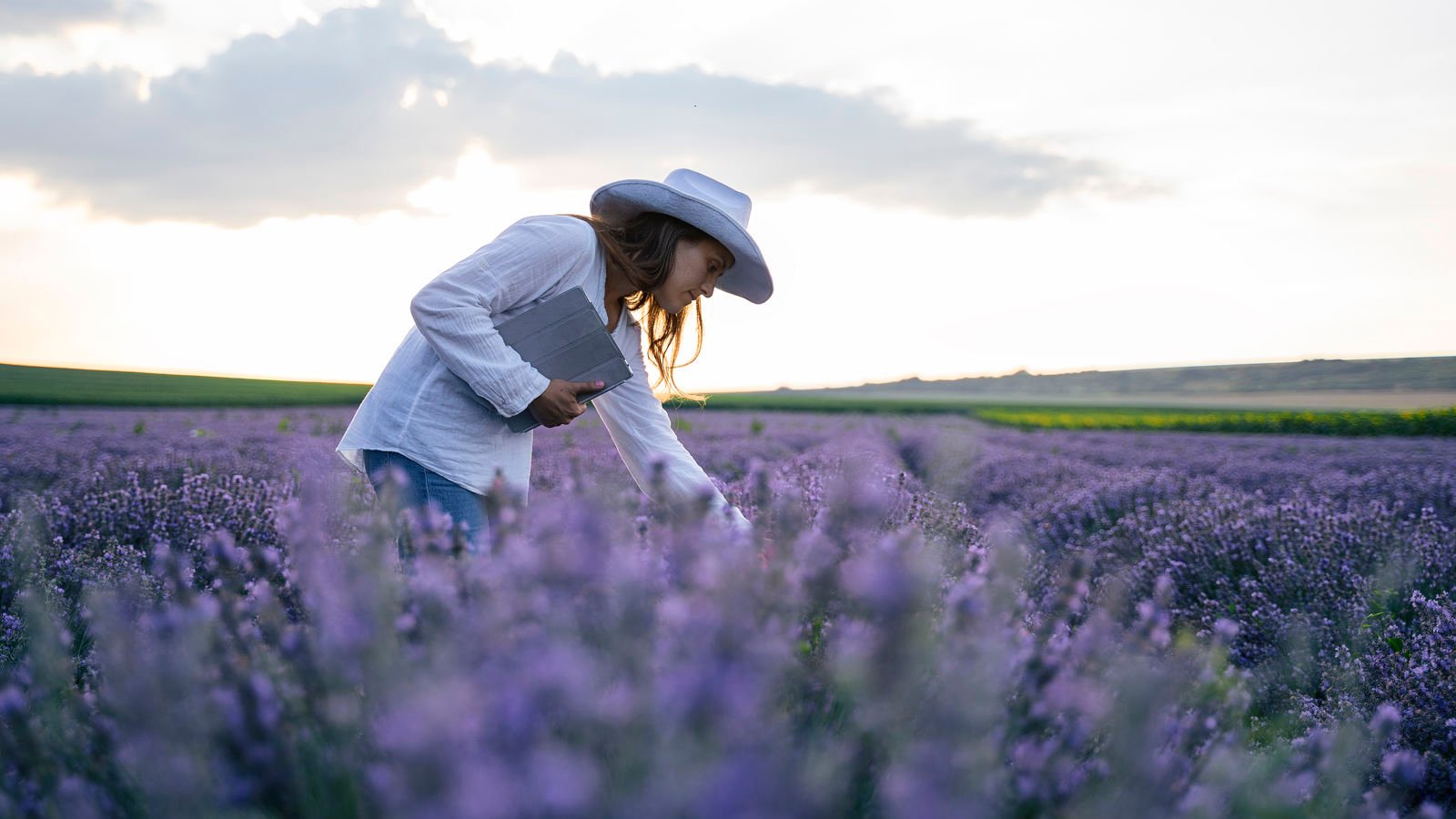 Woman picking lavender